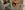 Opera North, Alcina An abstract image of a close up of person's eye looking through a leaf